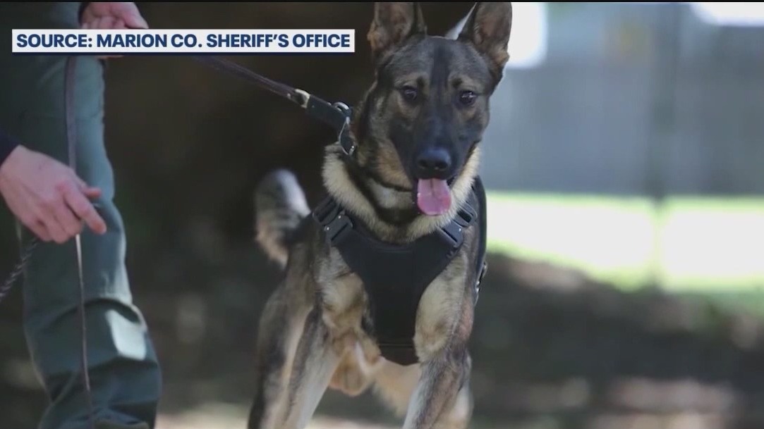 Deputy K-9 dies days after being shot